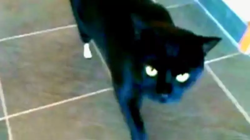 gato patas bionicas amputadas