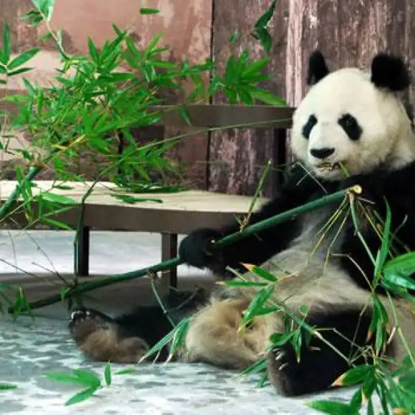 Panda Shuan Shuan