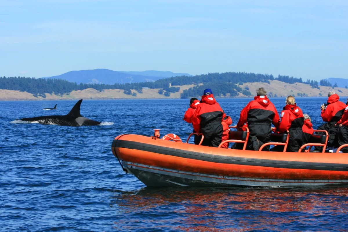 Ballenas