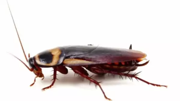 Cucaracha