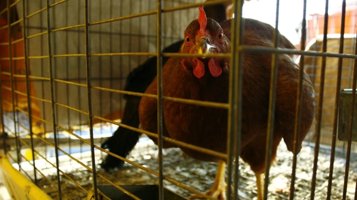gallina