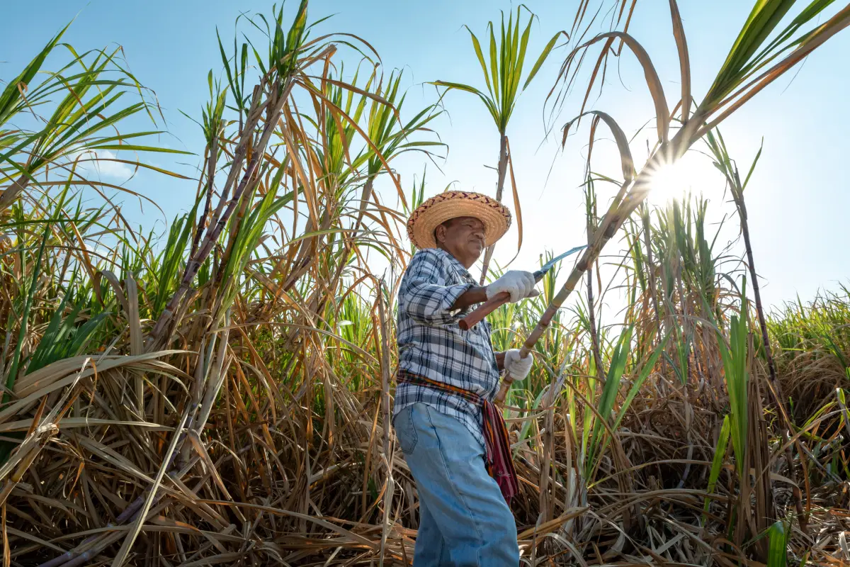 Comercio México con EU azúcar T-MEC