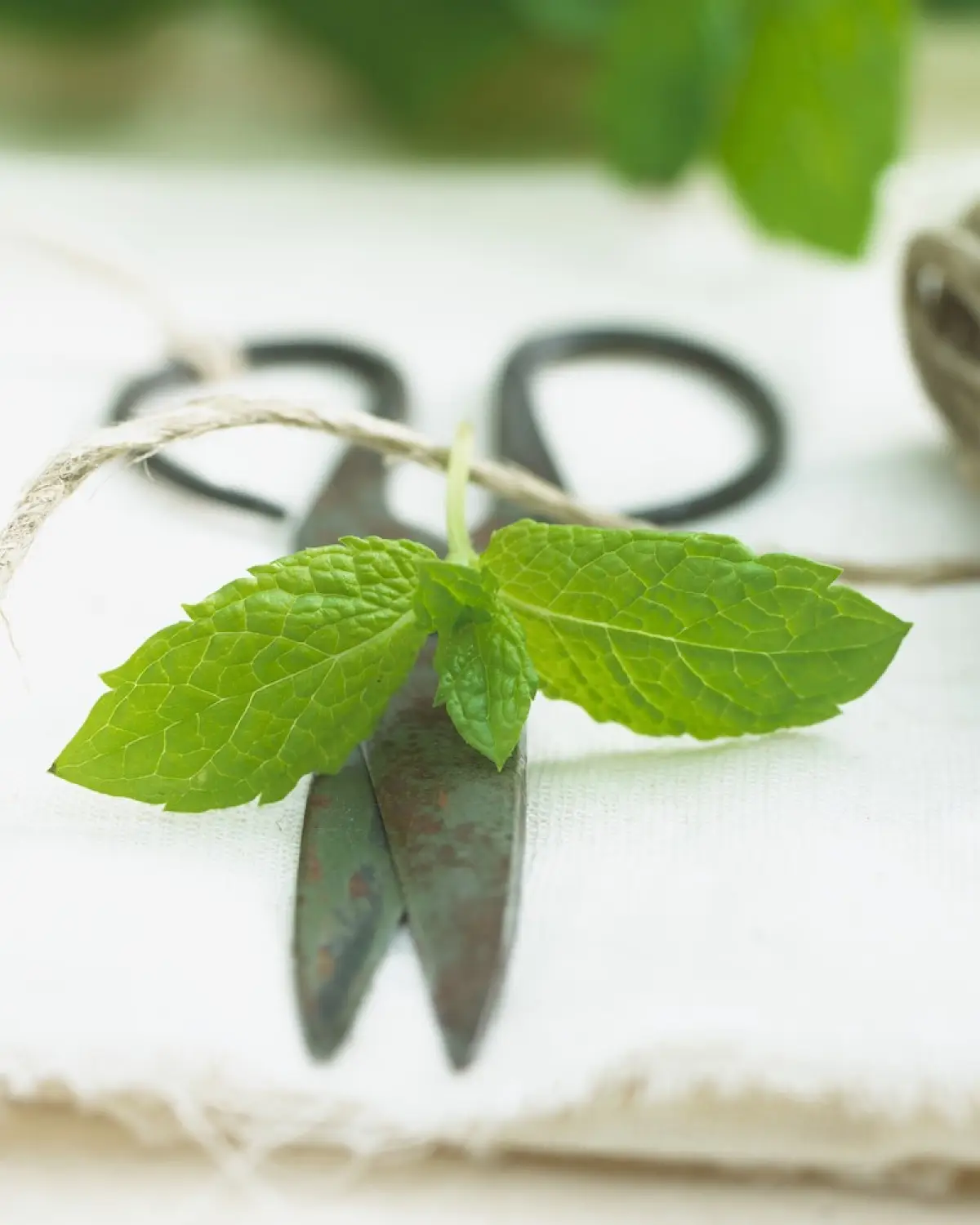 hierbas-aromaticas-cocina