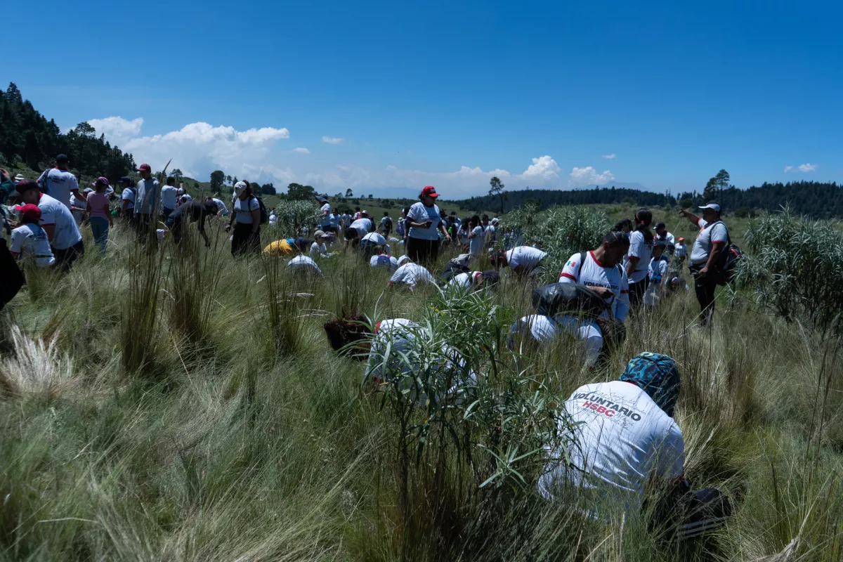 HSBC reforestar 4.jpg