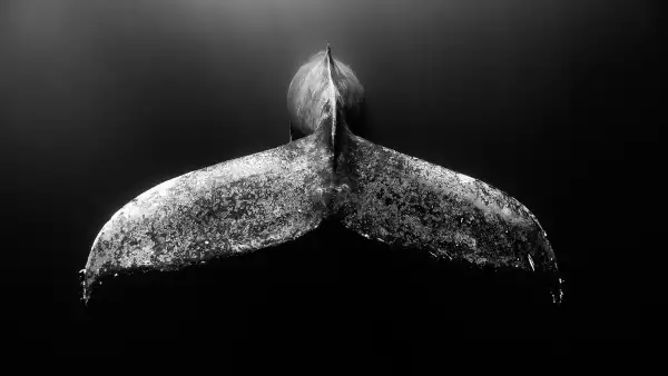 Copia de Créditos_ Jorge Cervera.jpeg