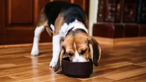 Todo sea por los lomitos y michis: México gasta cada vez más en alimento de mascotas