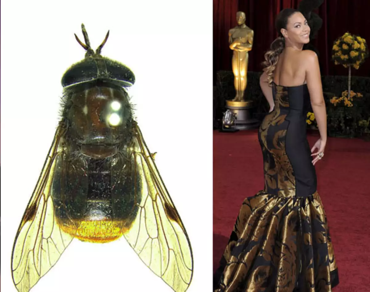 7 insectos que fueron nombrados en honor a famosos