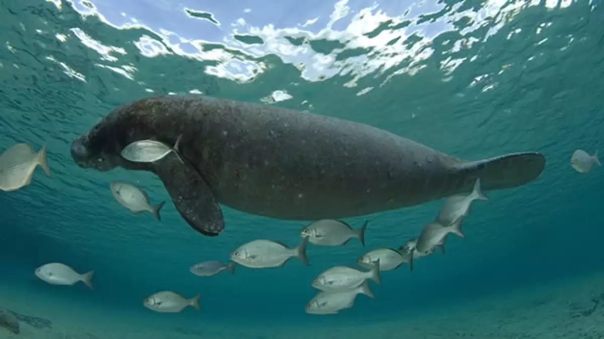 manati