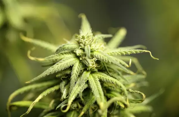 Cannabis