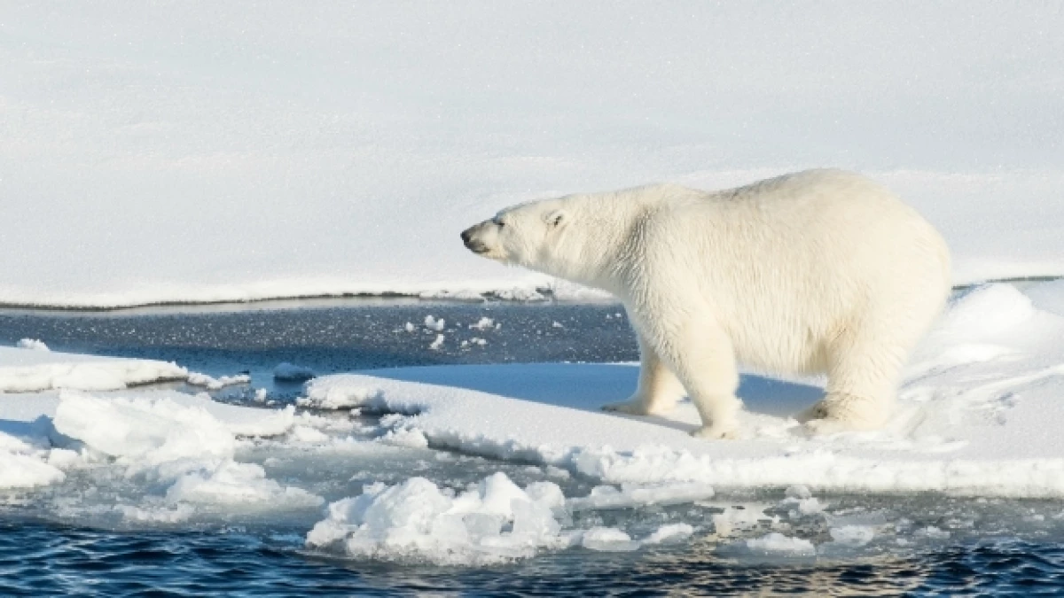 oso polar
