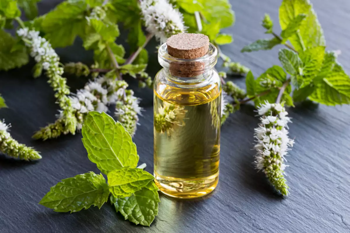 Aceite esencial de menta.