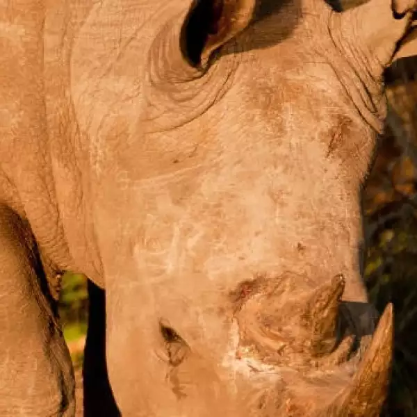 rinocerontes caza ilegal especies