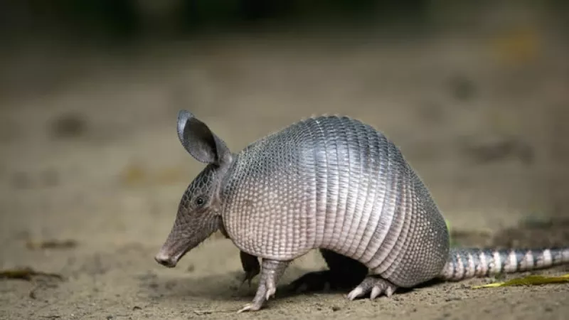 armadillo