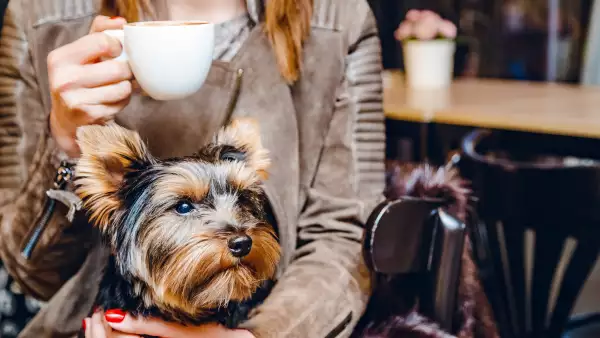 cafe-perros-nueva-york