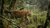 Un tigre caminando en medio de la selva con un arroyo detrás.
