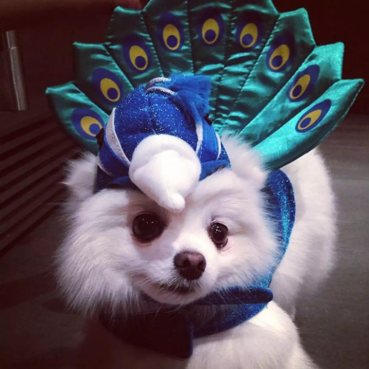 Brooke es una tierna pavorreal, su dueña es Montserrat Oliver.