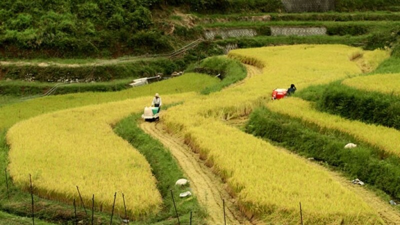 arroz japon agricultura
