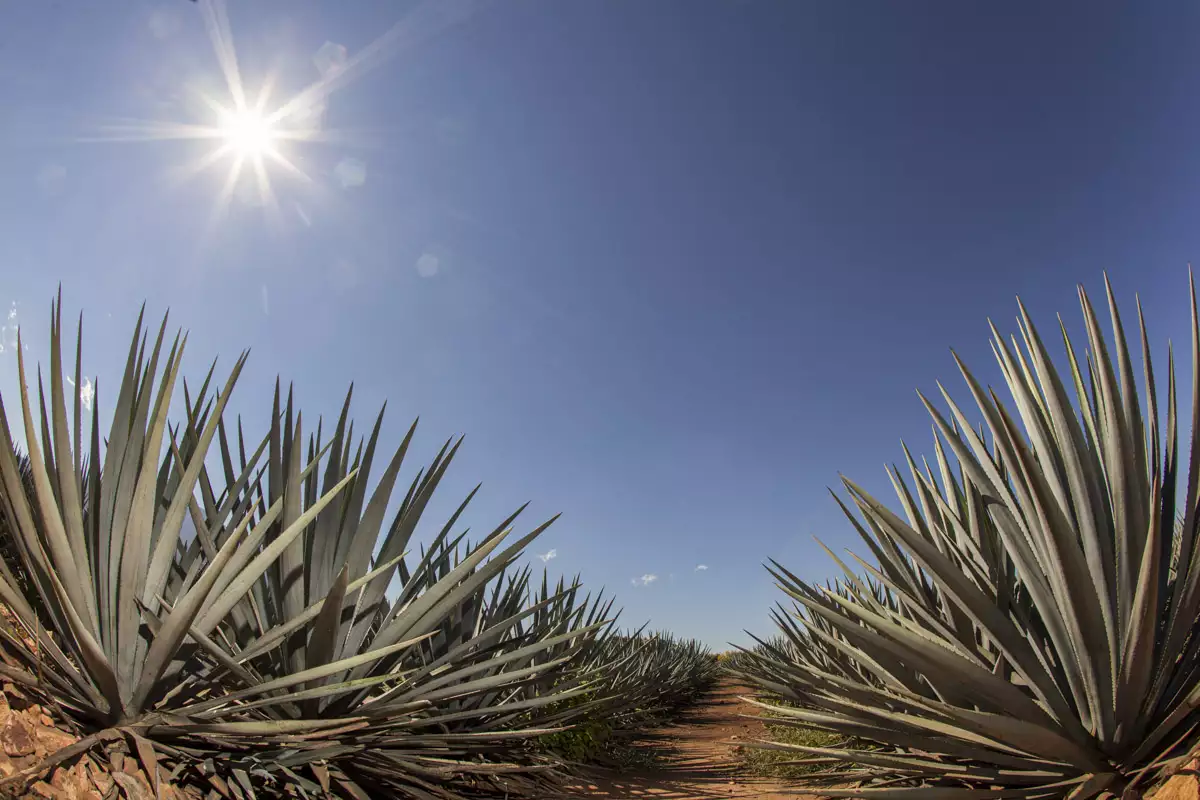 Tequila mexicano Estados Unidos Canadá