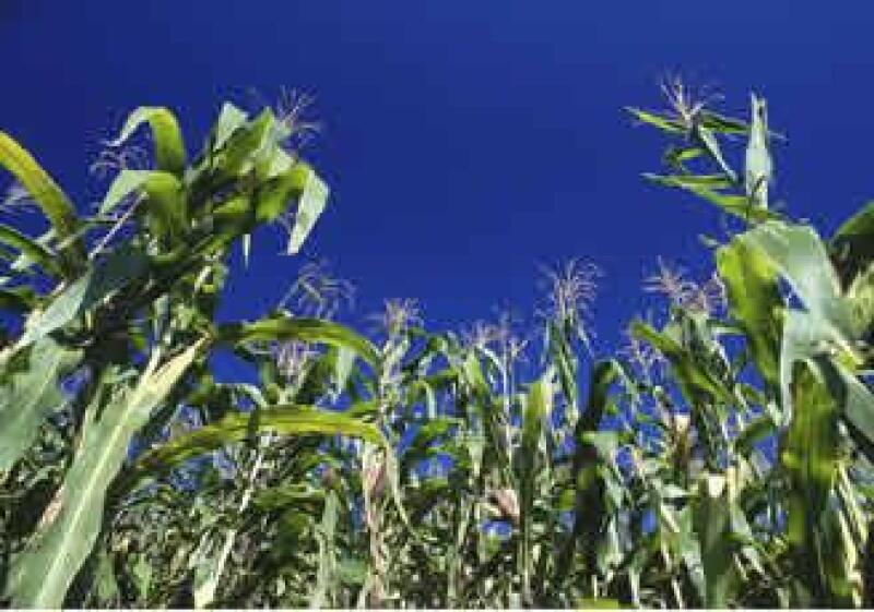 maiz-transgenico-cultivo-monsanto-JI.jpg