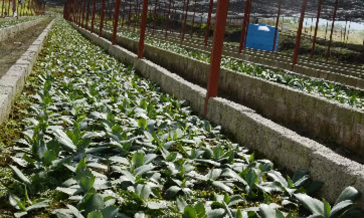 complejo_mezcalero_guerrero