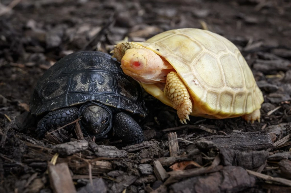 tortuga-galapagos