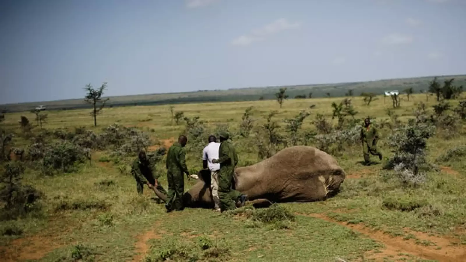 Traslado de elefante en Kenya