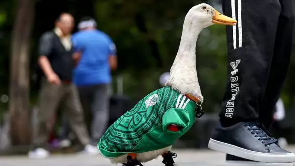 Presentan Ley Merlín Pato