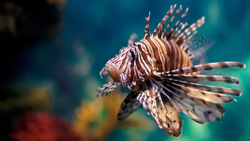 pez león especies invasoras