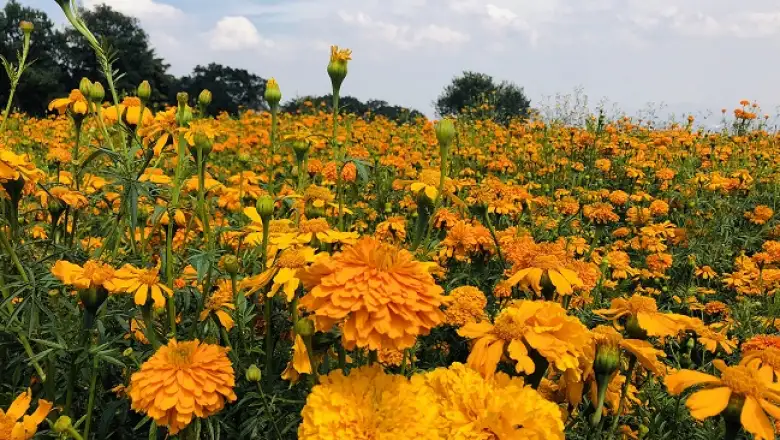 flores de cempas�chitl 4