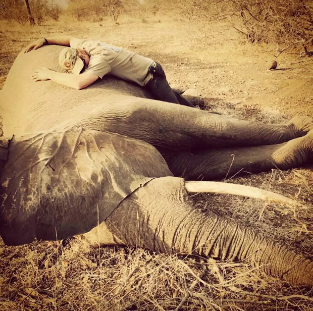 El hermano del príncipe William dejó de manifiesto que su amor por los animales no tiene fronteras, al mostrar imágenes de su rescate de rinocerontes y elefantes en Sudáfrica.