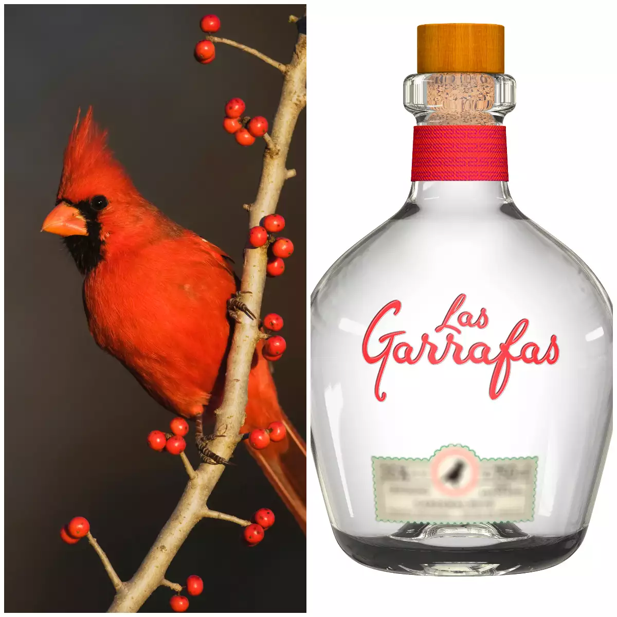 Cardenal rojo y tequila reposado