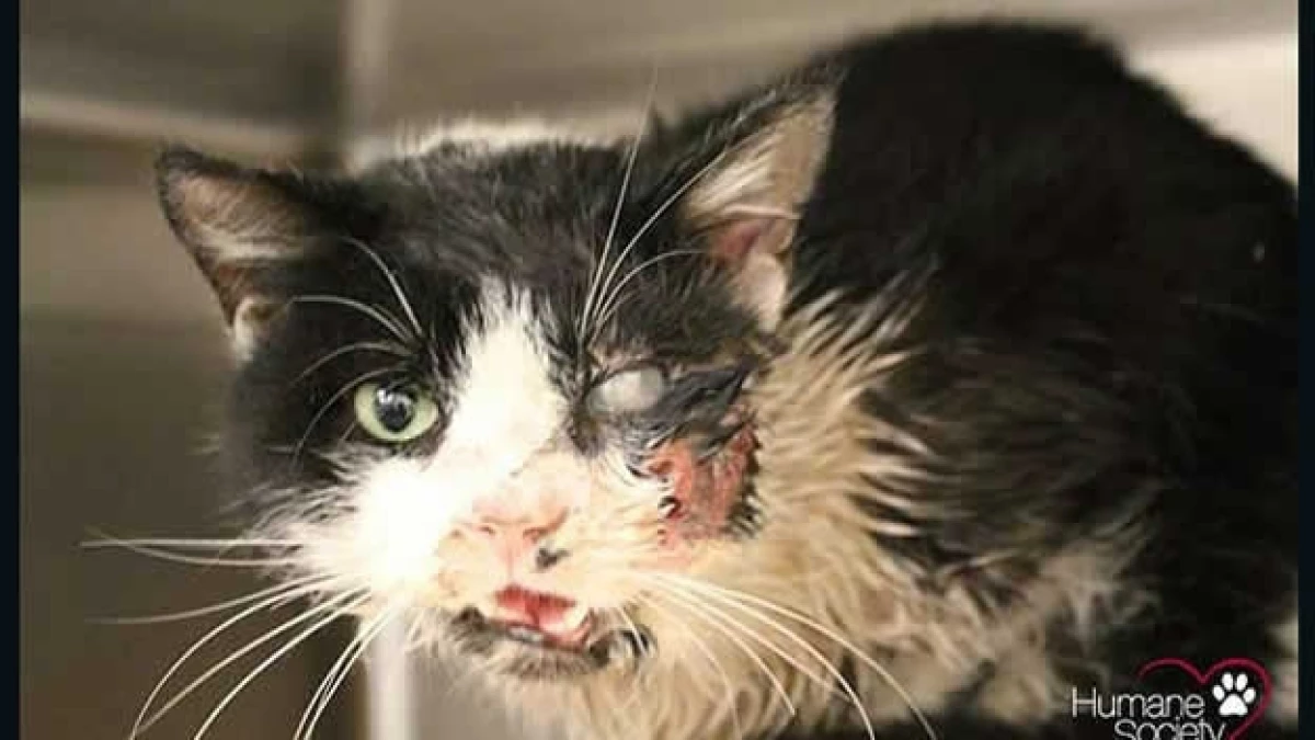 gato zombie