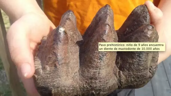 Un diente de mastodonte fue encontrado en Michigan
