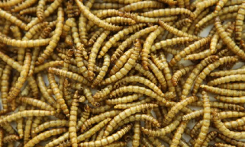 La ONU destaca que 2,000 millones de personas en el mundo complementan sus dietas con insectos. (Foto: Getty Images)