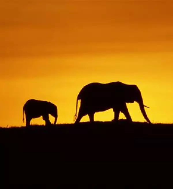 La Tierra es la primera película de toda una serie que Disney pretende crear bajo la firma Disneynature: historias sobre la naturaleza de corte ambientalista.