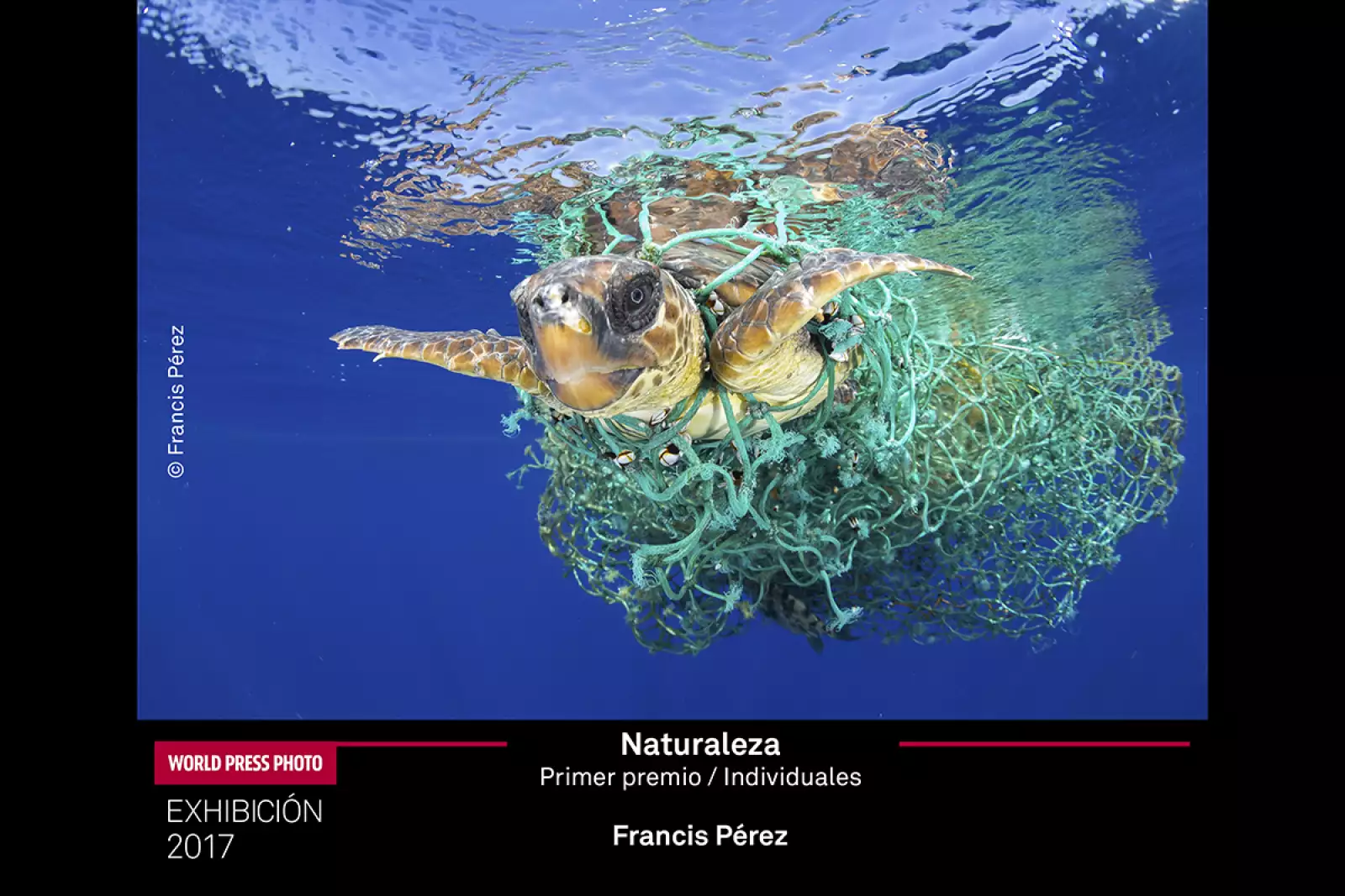 Caretta Caretta Trapped