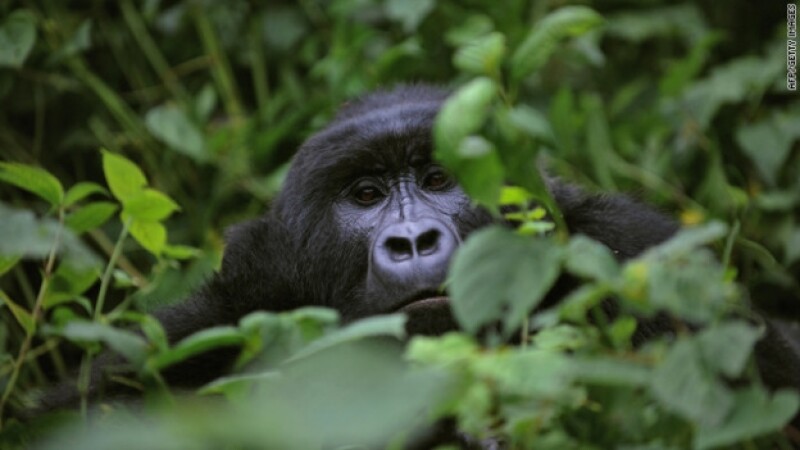 Según un reporte, los gorilas de la cuenca del congo podrían desaparecer