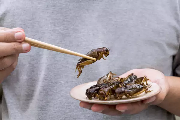 Insectos comestibles