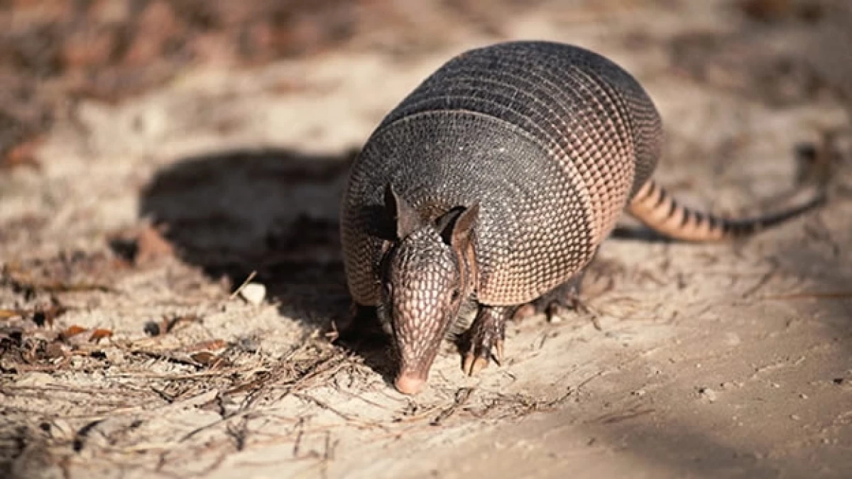 Un armadillo como el que murió por un balazo; la bala rebotó y le dio a una persona, según las autoridades en EU