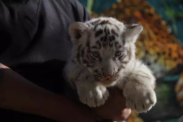 Nacieron el 9 de octubre