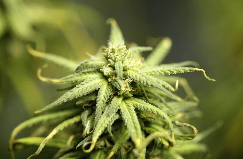 Cannabis