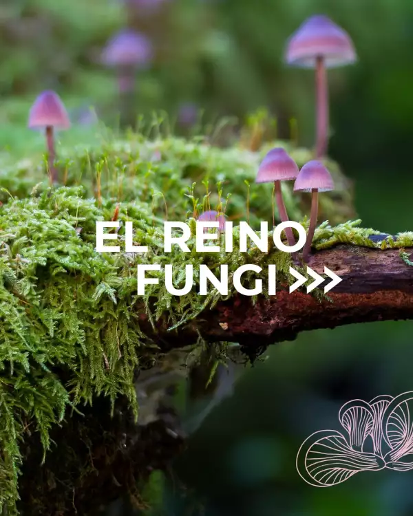tematica-reino-fungi-festival-chapultepec.jpg