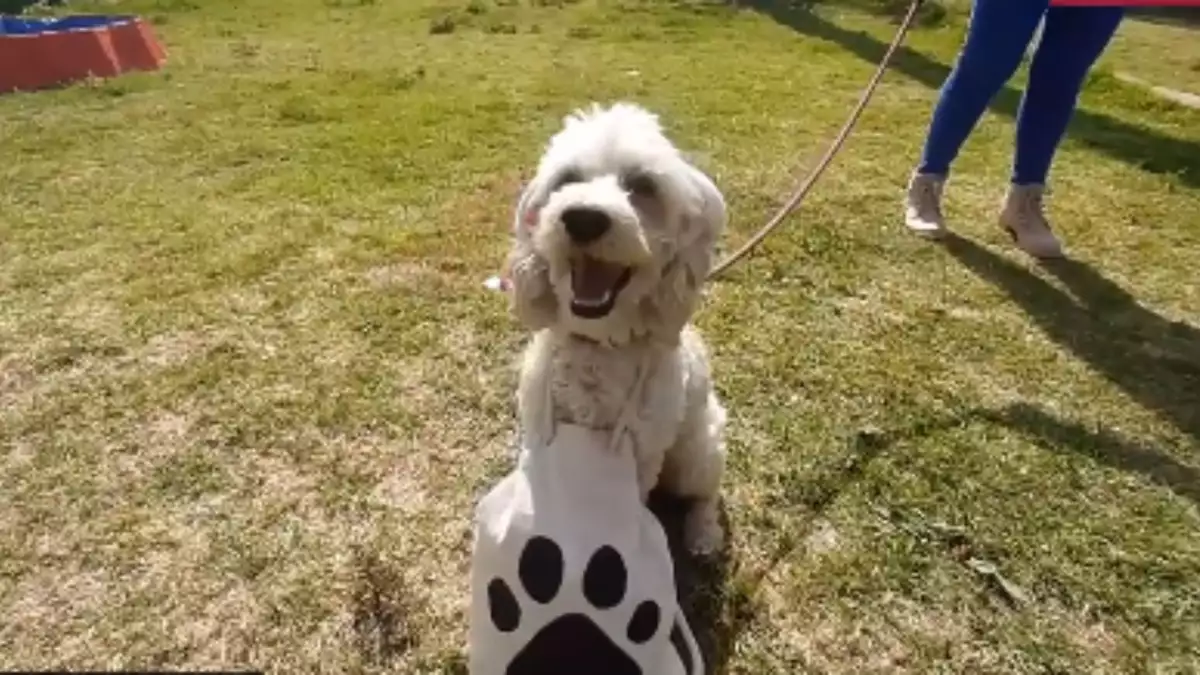 perritos-del-metro-carta-santa-claus-reyes-magos