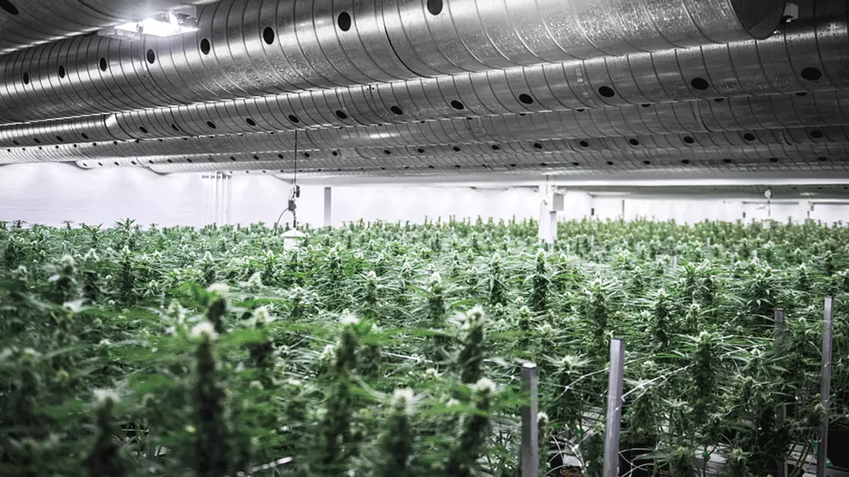 Canopy Growth