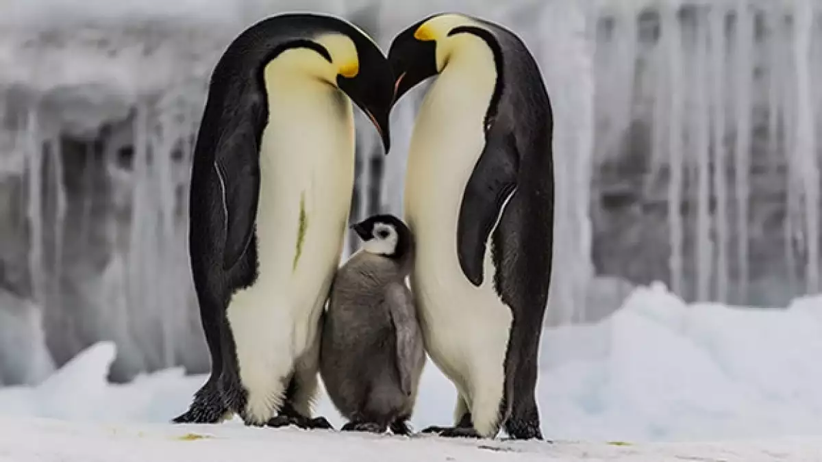 pingüino