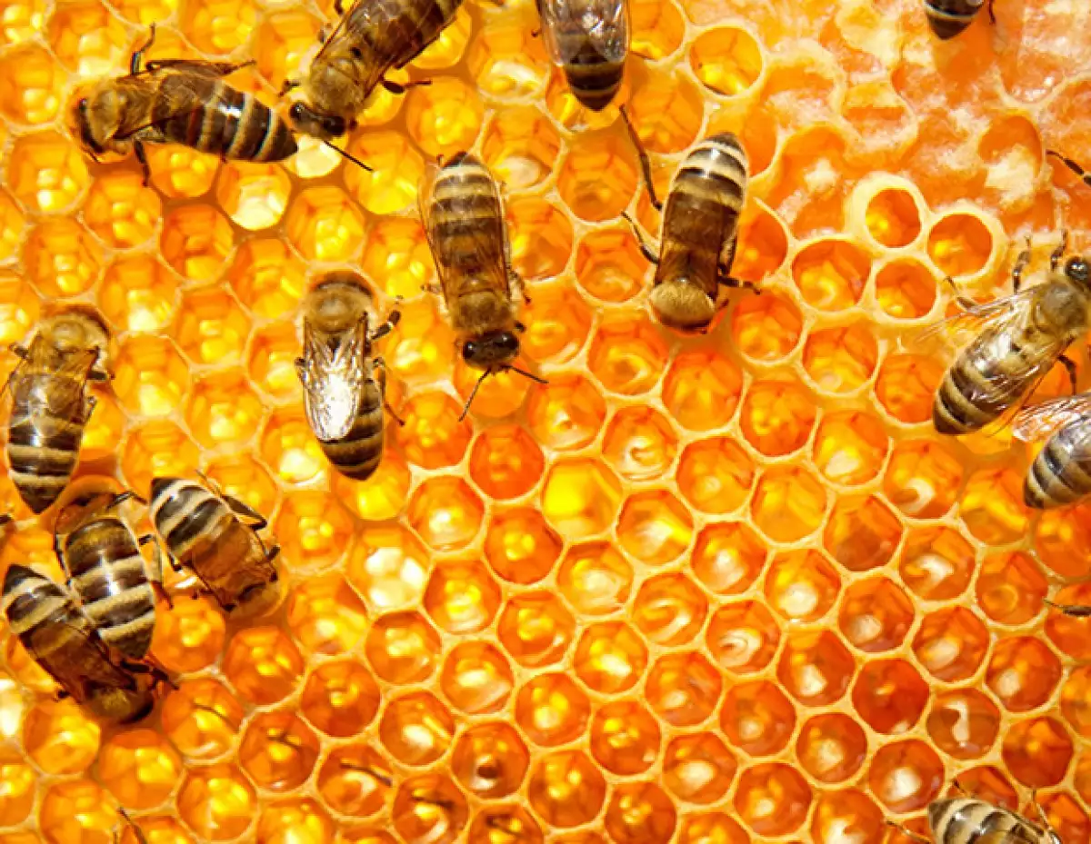 Se necesitan aproximadamente 60,000 abejas para hacer sólamente 450 gramos de miel.