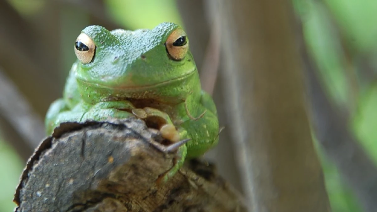 ranas costa rica
