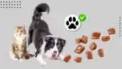 De sobras a gourmet: ¿Comen mejor los perros y gatos que sus dueños?
