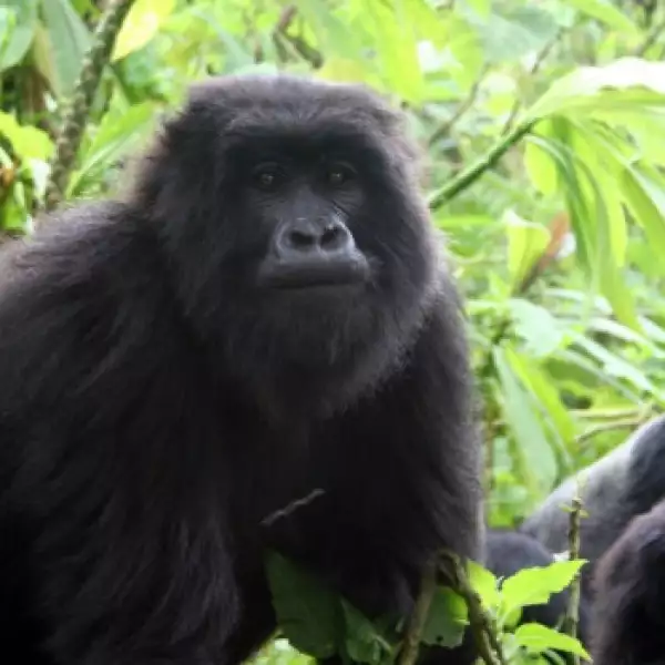 galeria simios ruanda