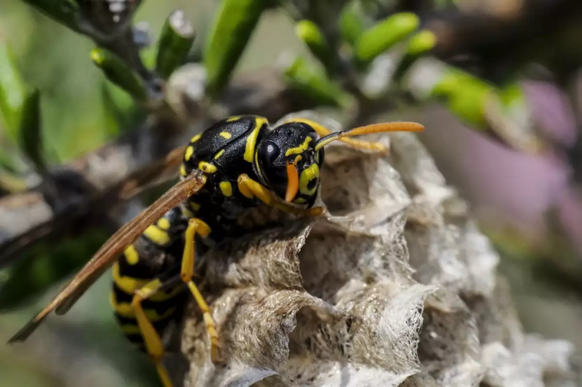avispa